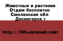 Животные и растения Отдам бесплатно. Смоленская обл.,Десногорск г.